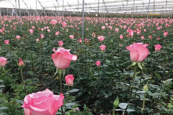 太陽に一番近い場所