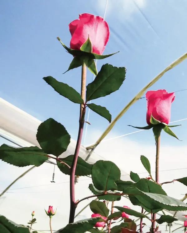 バラは大地でこそ育つ