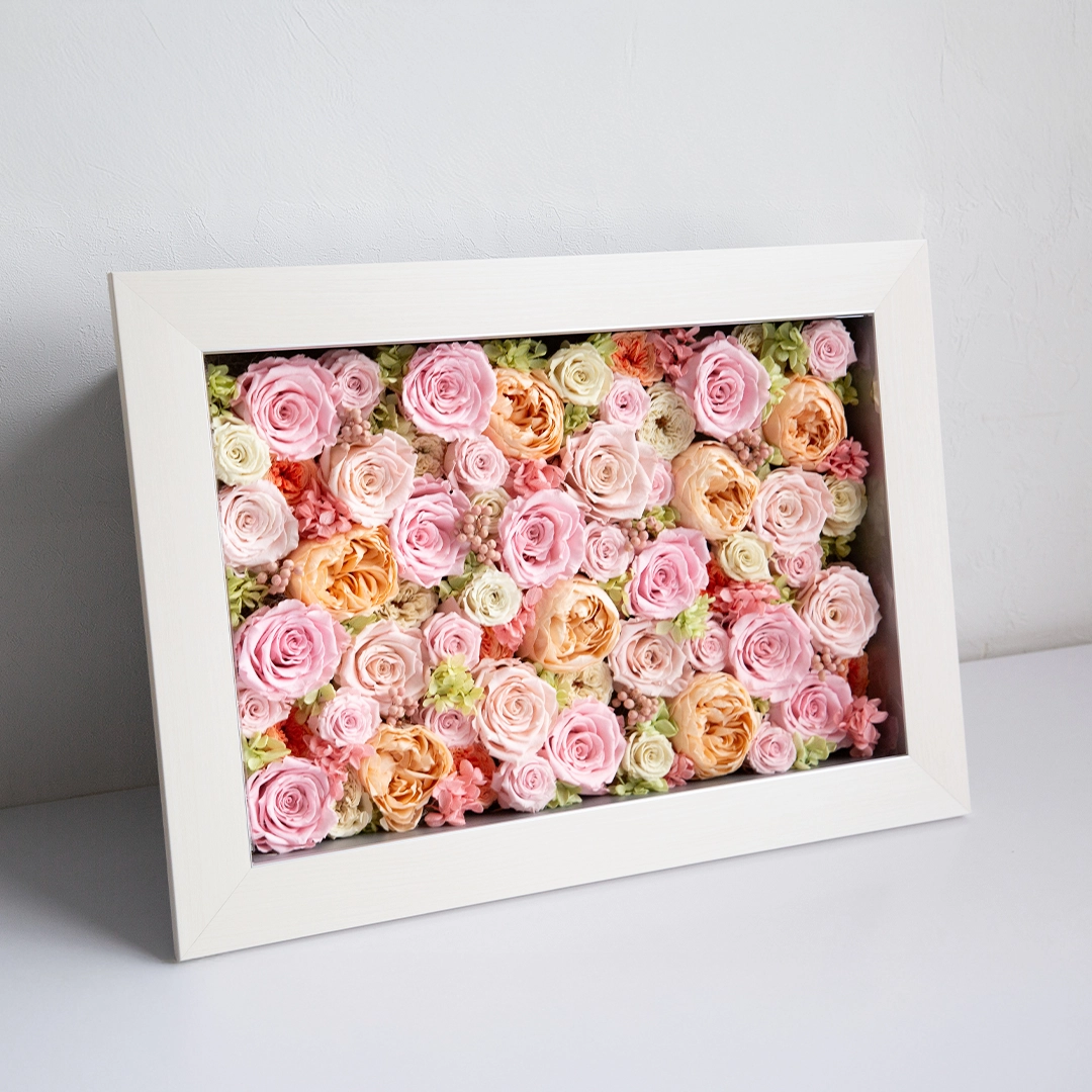 パナッシュ(52-37)/ピンク60本