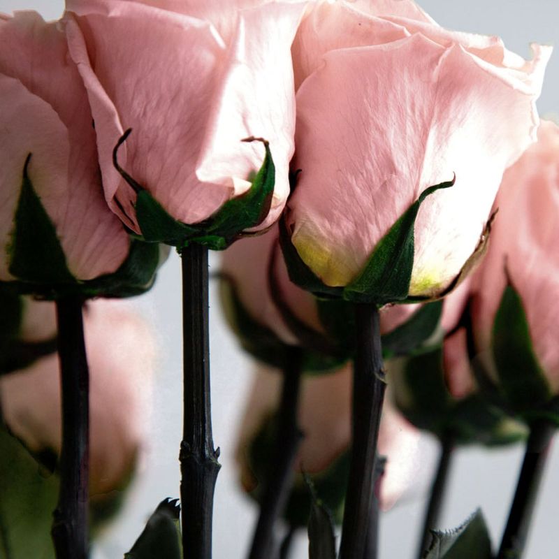 ダーズンローズ ストーリー/ピンク （プリザーブドフラワー） | 最高級